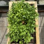 Steigerhouten kweektafel