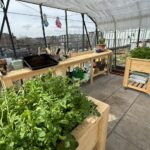 Steigerhouten kweektafel
