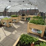 Steigerhouten kweektafel