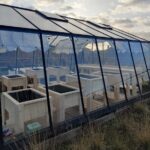 Steigerhouten kweektafels
